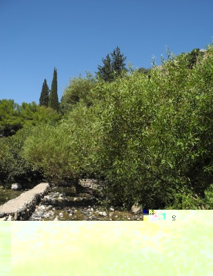 banias s.jpg