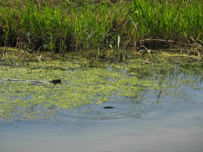 nutria s.jpg