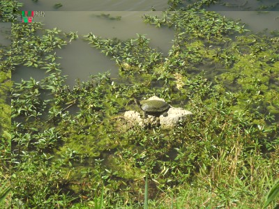 turtle s.jpg