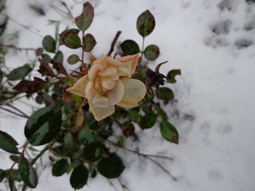 Белая роза на снегуJPG.jpg